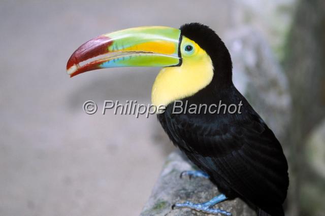 mexique 04.JPG - Toucan à carèneRamphastos sulfuratusKeel-billed ToucanPiciformes, RamphastidaeMexique